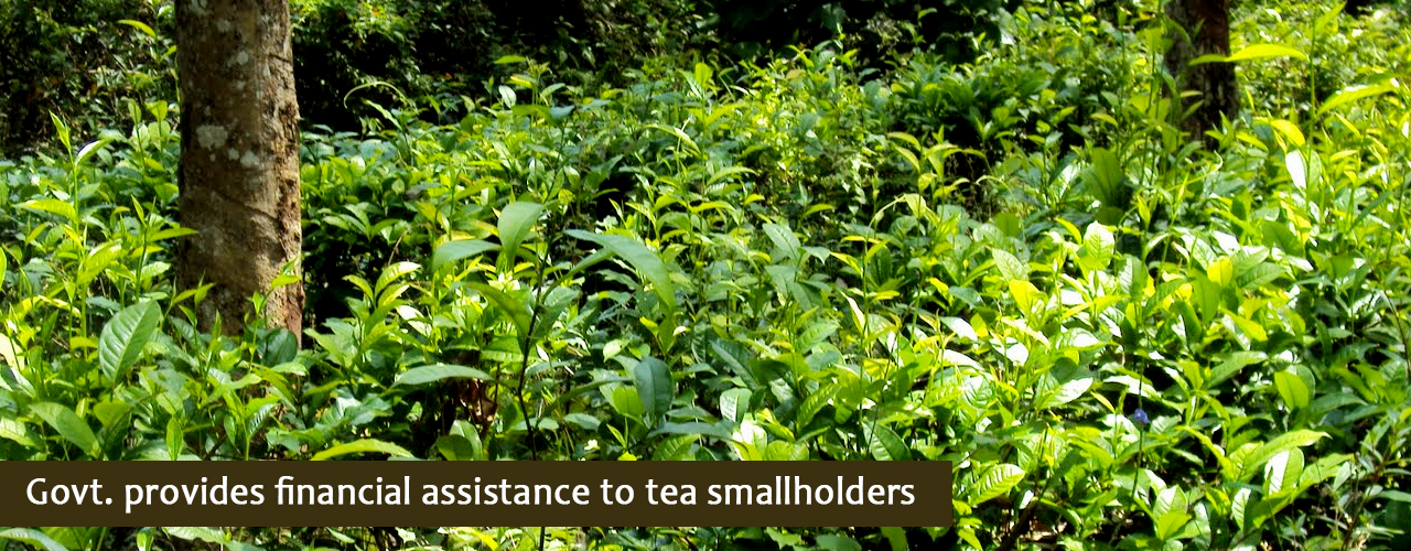 Govt. provides financial assistance to tea smallholders