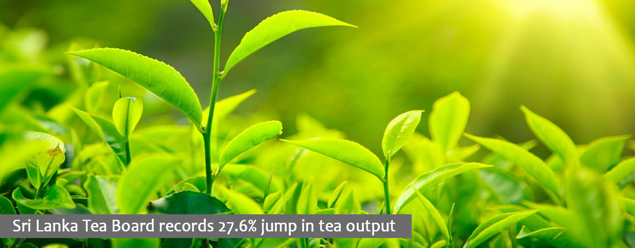 Sri Lanka Tea Board records 27.6% jump in tea output