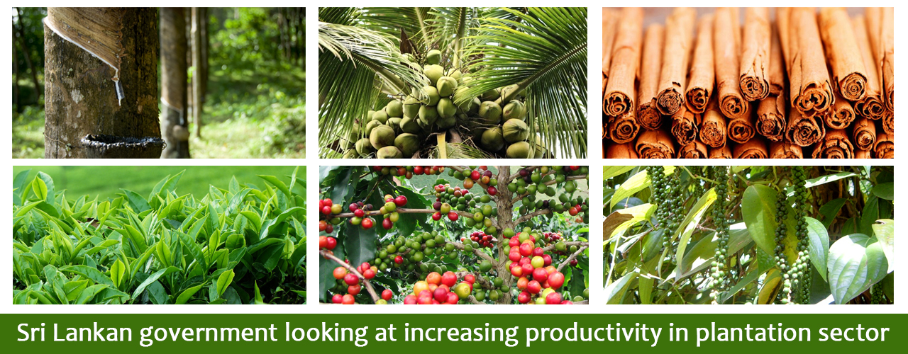 Sri Lankan government looking at increasing productivity in plantation sector
