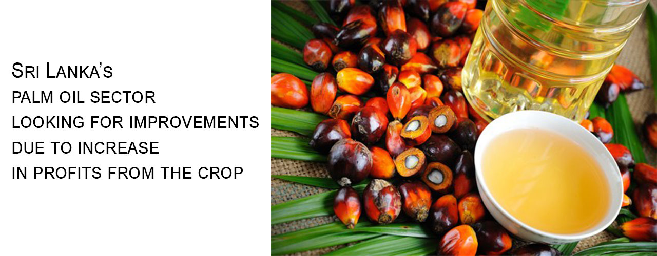 Sri Lanka’s palm oil sector looking for improvements due to increase in profits from the crop