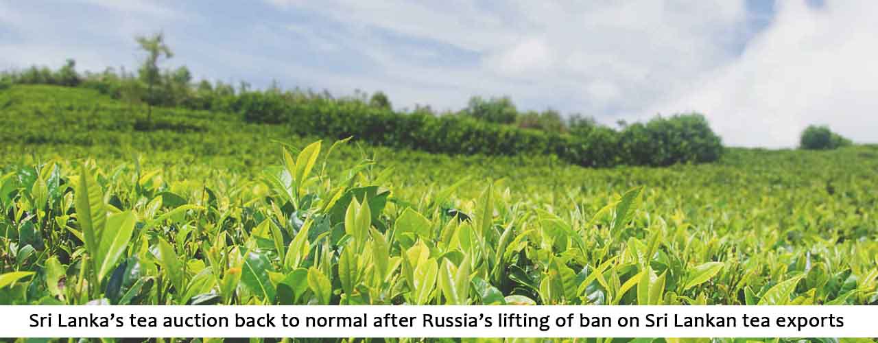 Sri Lanka’s tea auction back to normal after Russia’s lifting of ban on Sri Lankan tea exports