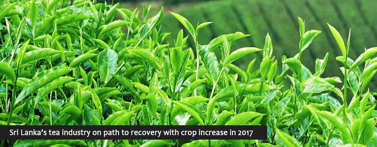 Sri Lanka’s tea industry on path to recovery with crop increase in 2017