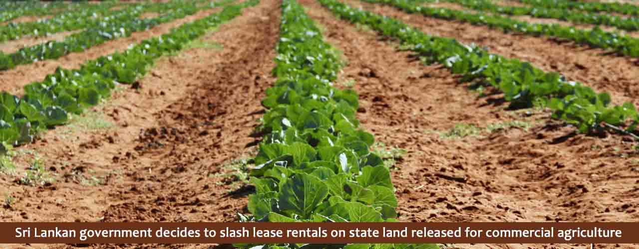 Sri Lankan government decides to slash lease rentals on state land released for commercial agriculture