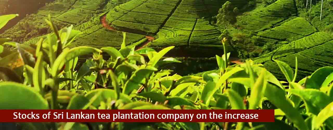 Stocks of Sri Lankan tea plantation company on the increase