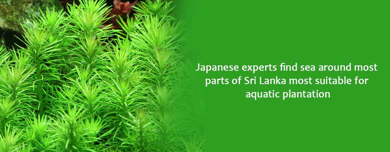 Japanese experts find sea around most parts of Sri Lanka most suitable for aquatic plantation