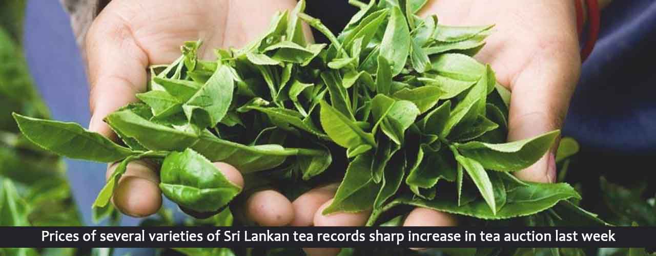 Prices of several varieties of Sri Lankan tea records sharp increase in tea auction last week