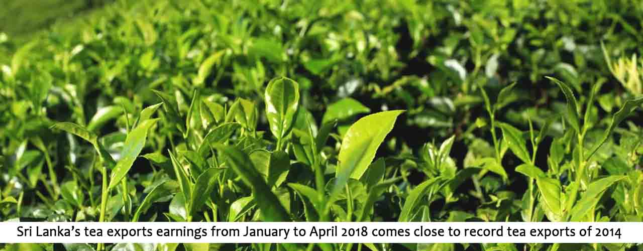 Sri-Lanka%E2%80%99s-tea-exports-earnings-from-January-to-April-2018-comes-close-to-record-tea-exports-of-2014.jpg