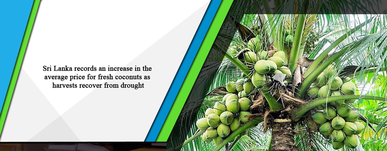 Sri Lanka records an increase in the average price for fresh coconuts ...