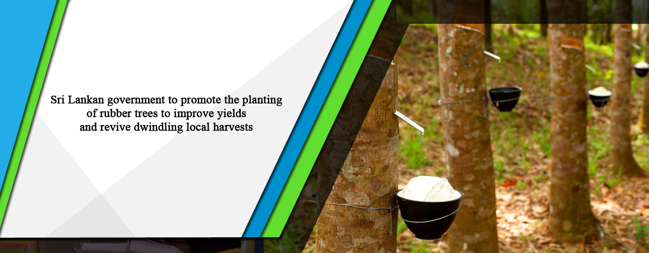 Sri Lankan government to promote the planting of rubber trees to improve yields and revive dwindling local harvests