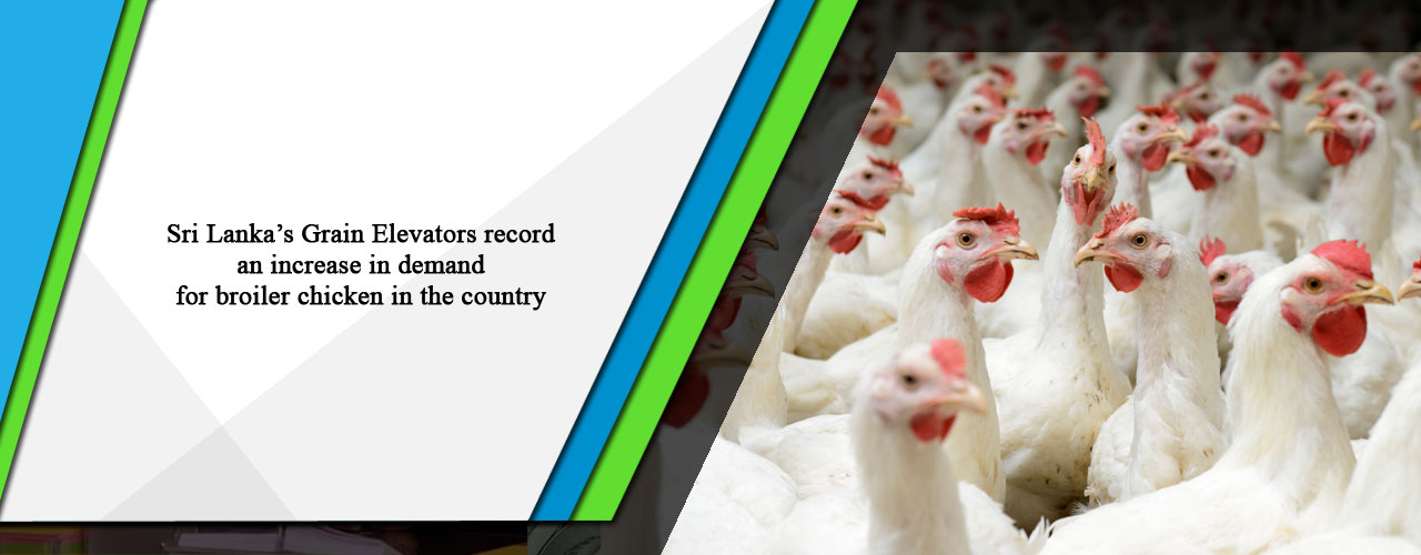 Sri Lanka’s Grain Elevators record an increase in demand for broiler chicken in the country