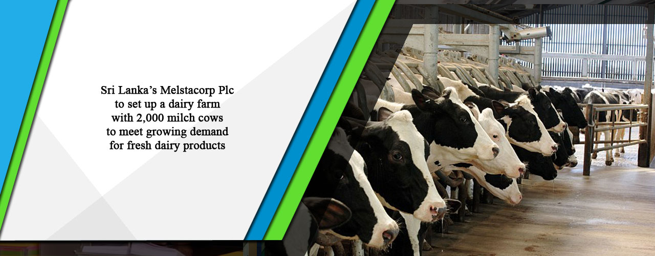 Sri Lanka’s Melstacorp Plc to set up a dairy farm with 2,000 milch cows to meet growing demand for fresh dairy products
