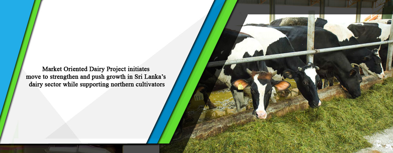 Market Oriented Dairy Project initiates move to strengthen and push growth in Sri Lanka’s dairy sector while supporting northern cultivators
