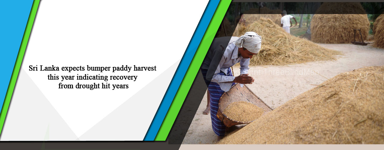 Sri Lanka expects bumper paddy harvest this year indicating recovery from drought hit years