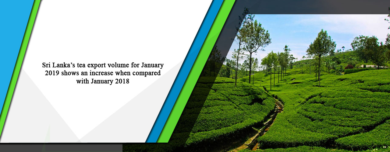 Sri Lanka’s tea export volume for January 2019 shows an increase when compared with January 2018
