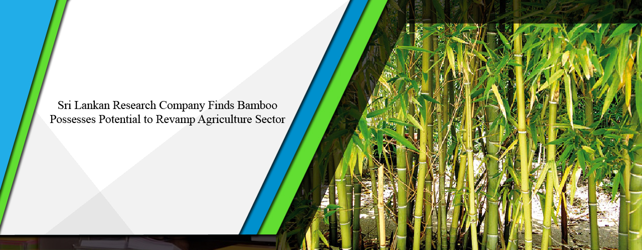 Sri Lankan research company finds bamboo possesses potential to revamp agriculture sector