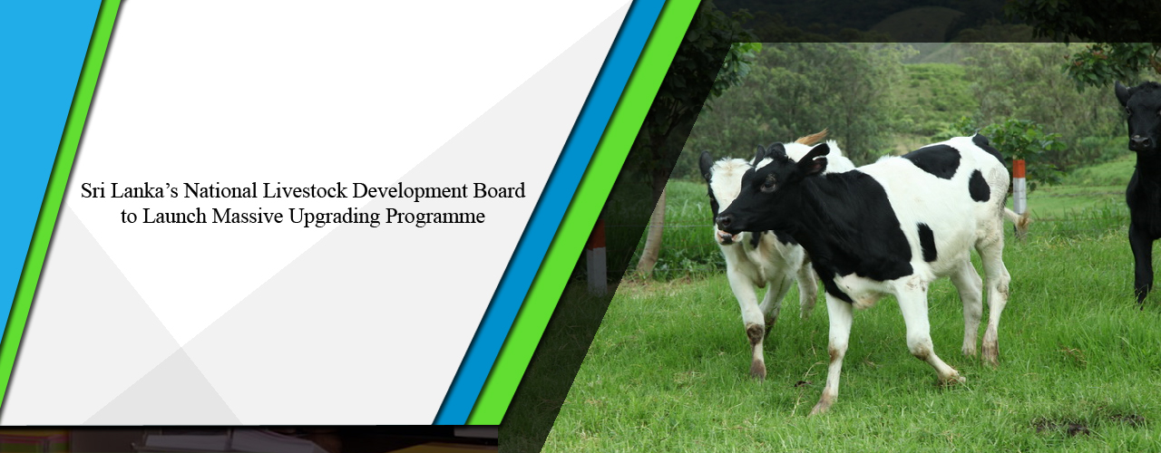 Sri Lanka’s National Livestock Development Board to launch massive upgrading programme