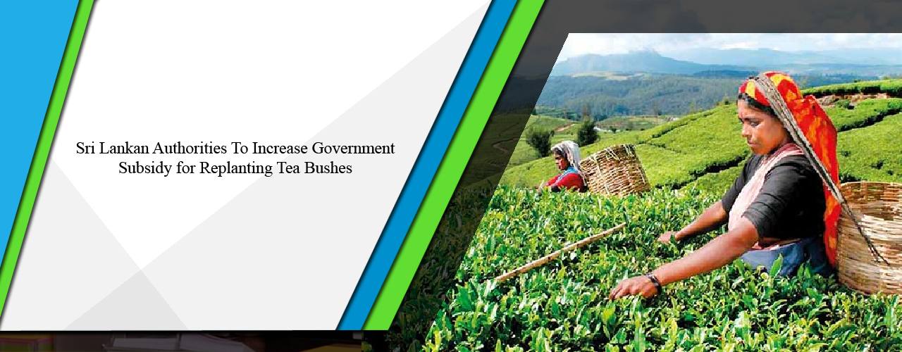 Sri Lankan authorities to increase government subsidy for replanting tea bushes