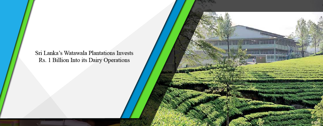 Sri Lanka’s Watawala Plantations invests Rs. 1 billion into its dairy operations