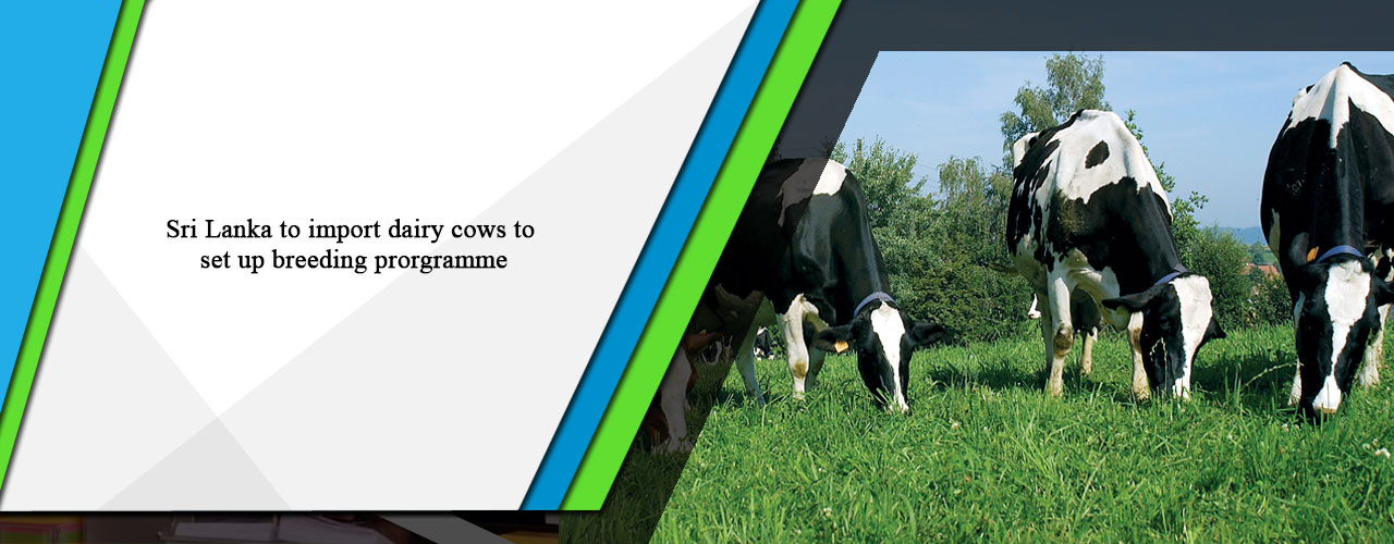 Sri Lanka to import dairy cows to set up breeding prorgramme