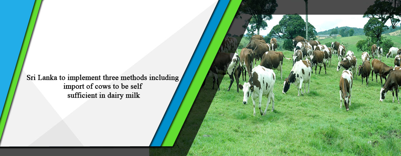 Sri Lanka to implement three methods including import of cows to be self sufficient in dairy milk