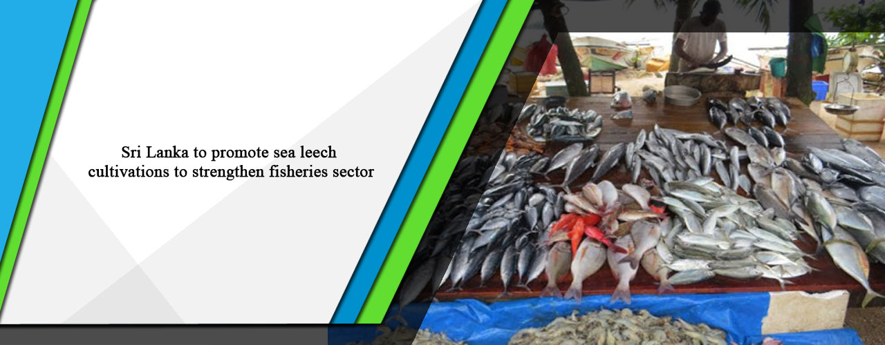 Sri Lanka to promote sea leech cultivations to strengthen fisheries sector