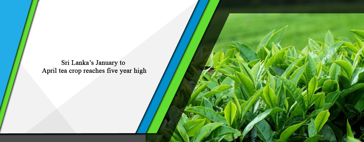 Sri Lanka’s January to April tea crop reaches five year high