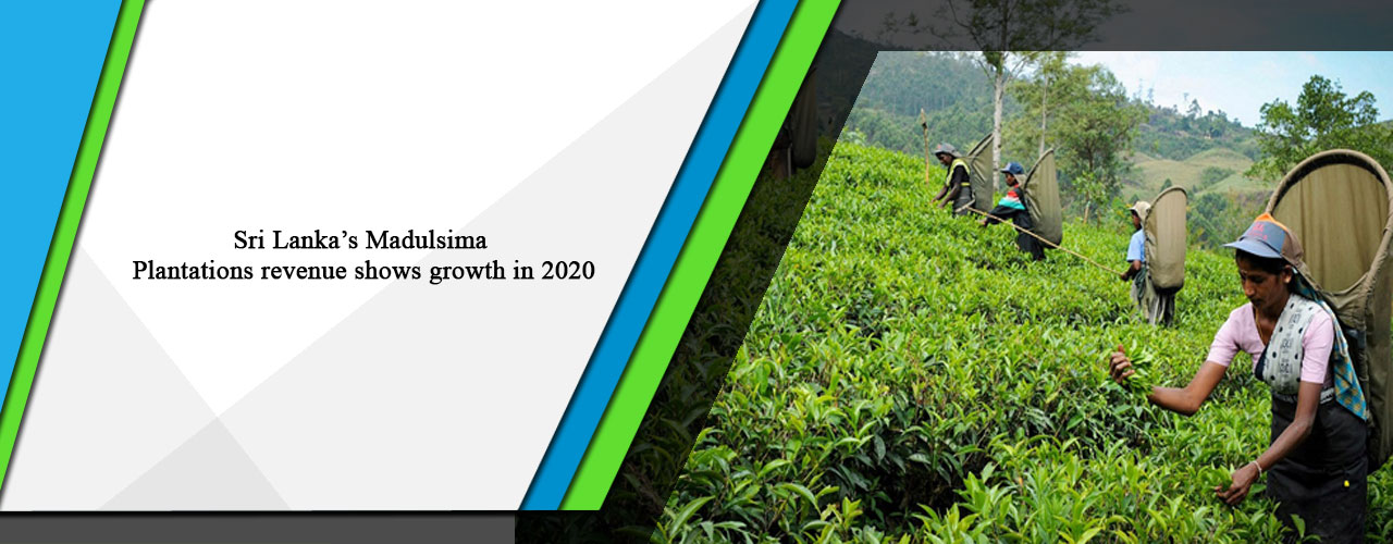 Sri Lanka’s Madulsima Plantations revenue shows growth in 2020