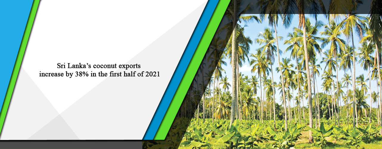 Sri Lanka’s coconut exports increase by 38% in the first half of 2021