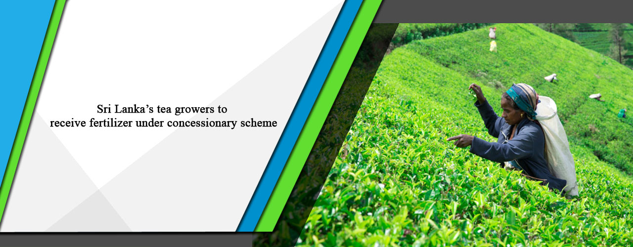 Sri Lanka’s tea growers to receive fertilizer under concessionary scheme