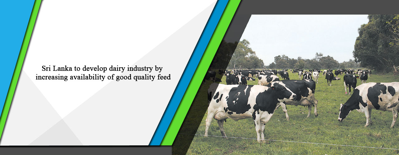 Sri Lanka to develop dairy industry by increasing availability of good quality feed