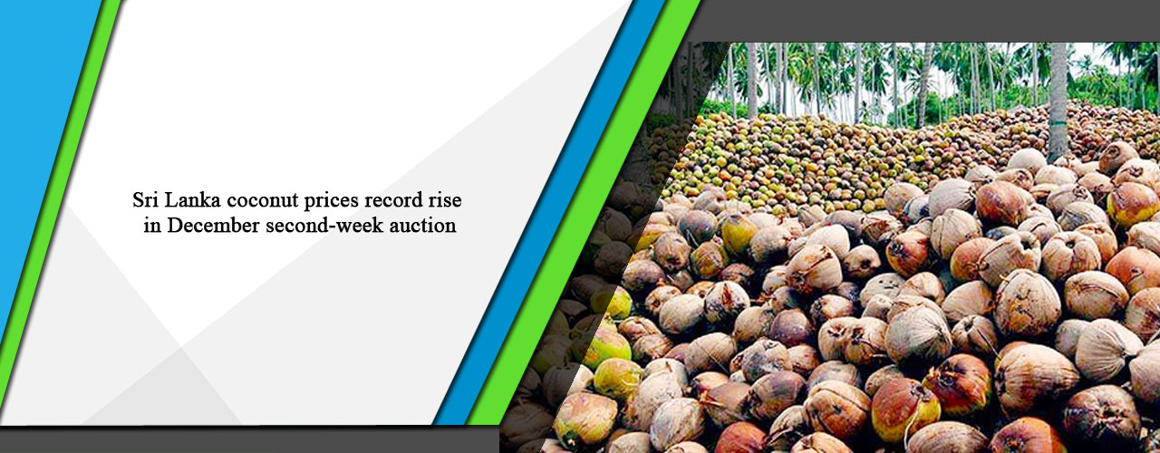 Sri Lanka coconut prices record rise in December second-week auction.