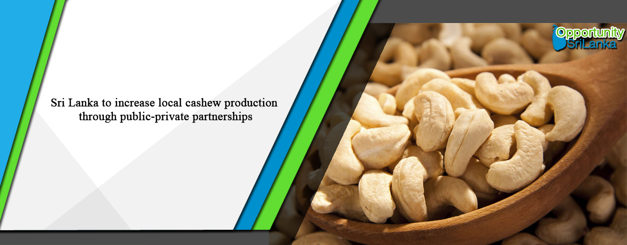 Sri Lanka to increase local cashew production through public-private partnerships
