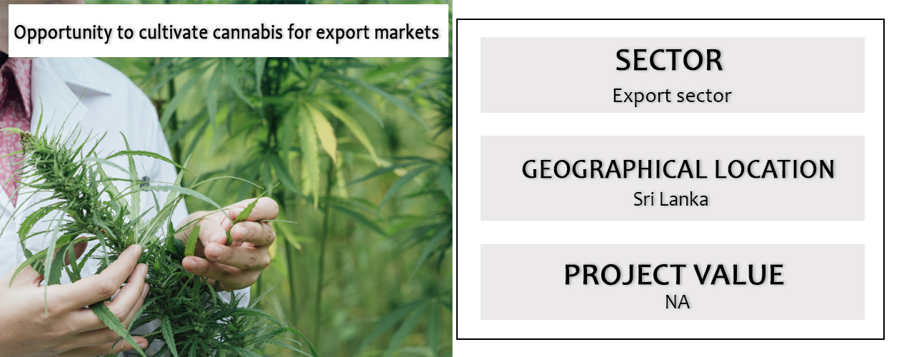 Opportunity to cultivate cannabis for export markets.