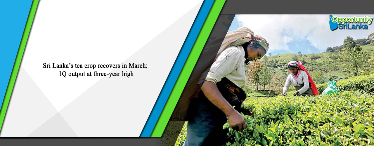 Sri Lanka’s tea crop recovers in March; 1Q output at three-year high