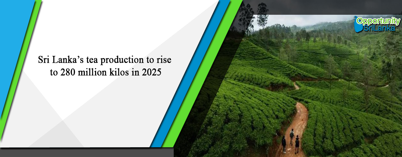 Sri Lanka’s tea production to rise to 280 million kilos in 2025
