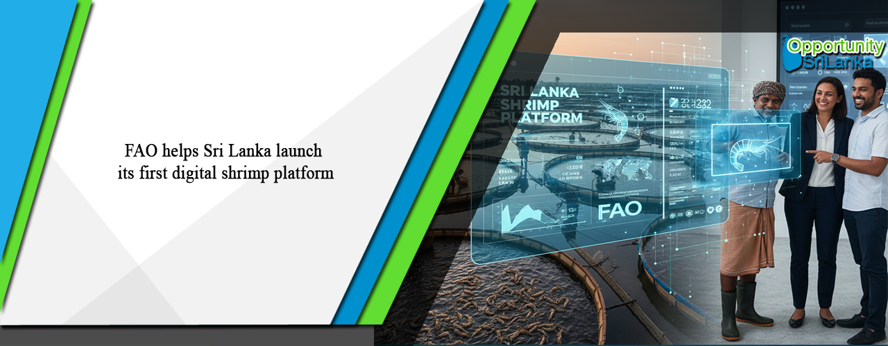FAO helps Sri Lanka launch its first digital shrimp platform