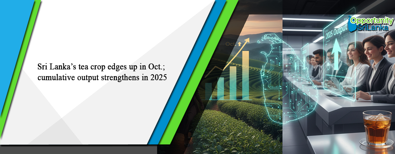 Sri Lanka’s tea crop edges up in Oct.; cumulative output strengthens in 2025