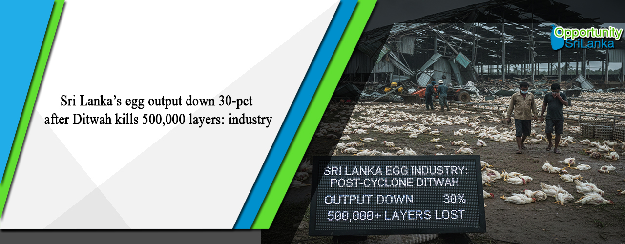 Sri Lanka’s egg output down 30-pct after Ditwah kills 500,000 layers: industry