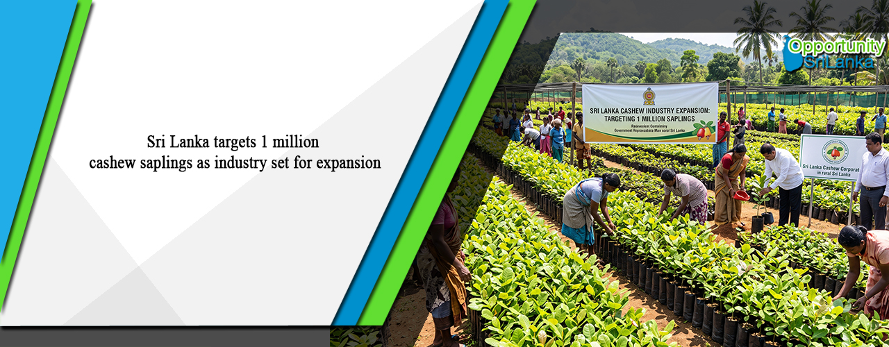 Sri Lanka targets 1 million cashew saplings as industry set for expansion