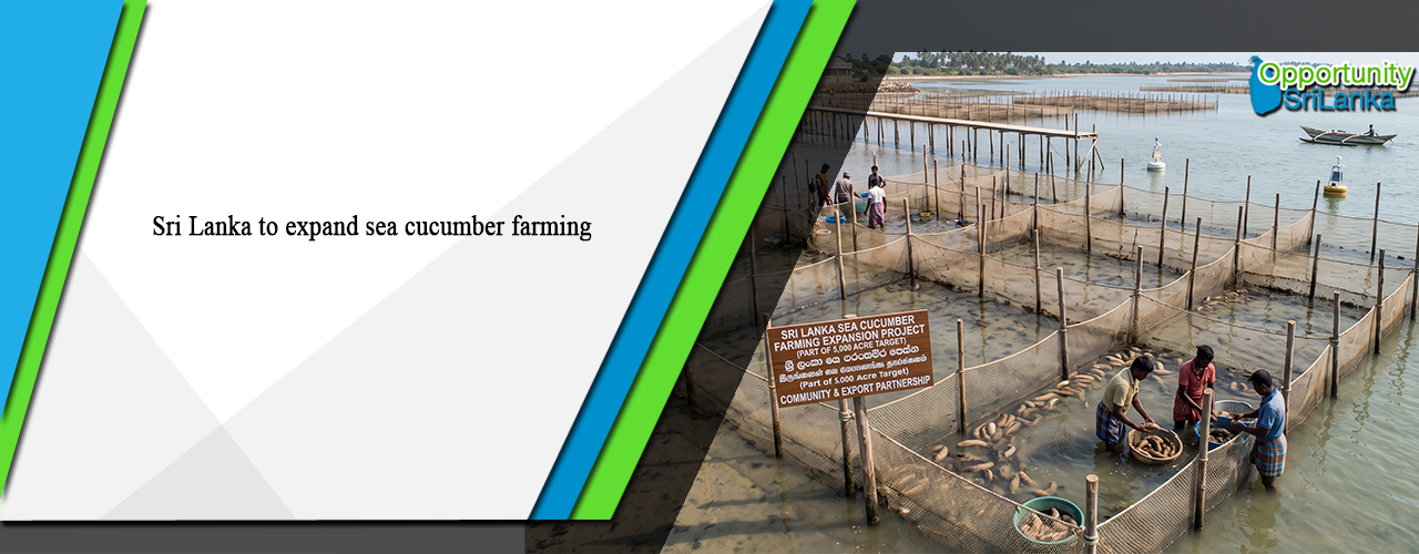 Sri Lanka to expand sea cucumber farming